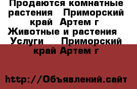 Продаются комнатные растения - Приморский край, Артем г. Животные и растения » Услуги   . Приморский край,Артем г.